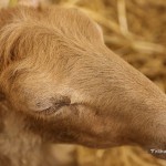 AGM = ANIMAUX GÉNÉTIQUEMENT MODIFIÉS